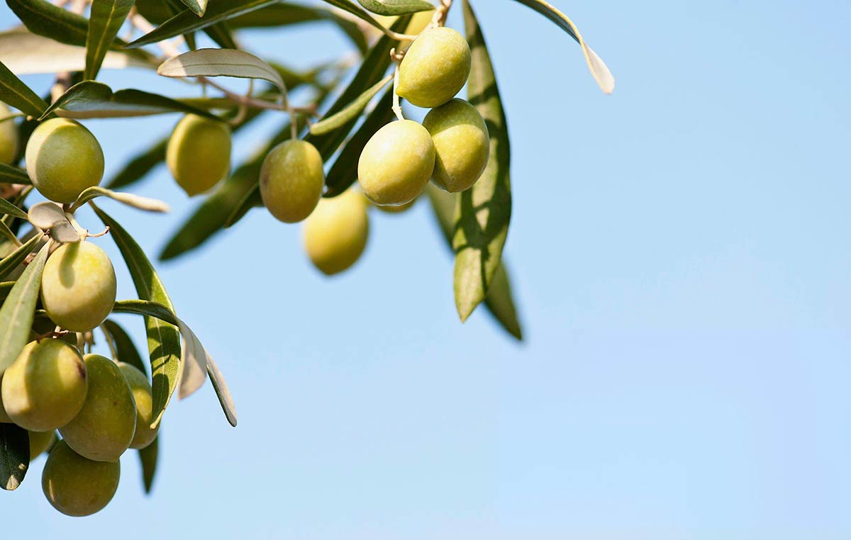 Olives