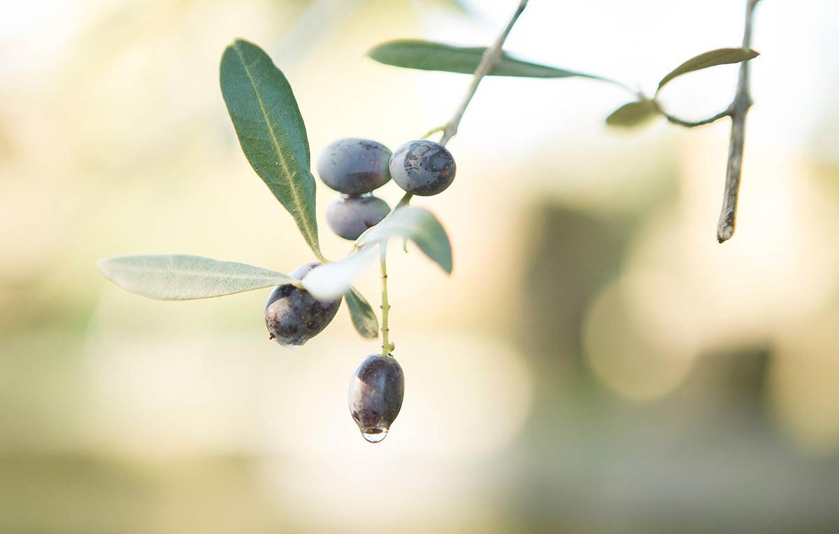 Black Olives – Egyptian export